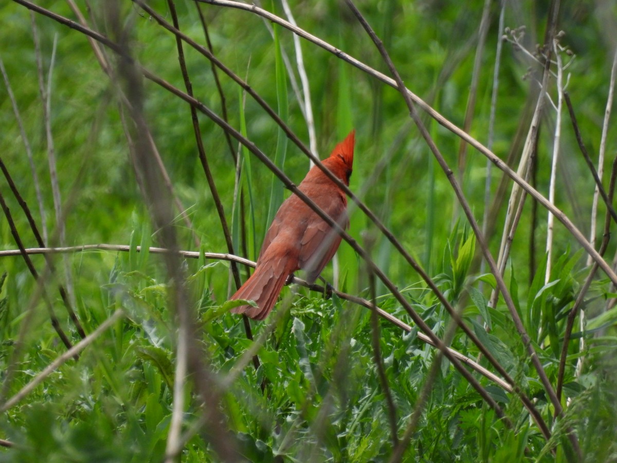 Cardinal rouge - ML619514300