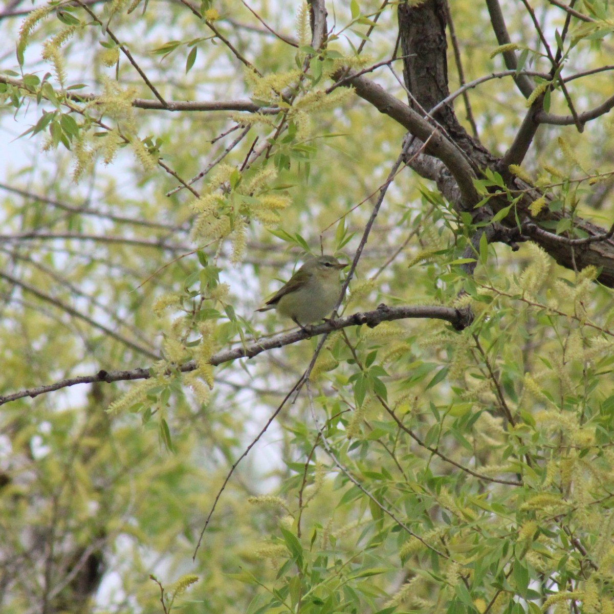 Tennessee Warbler - Nate Peterson