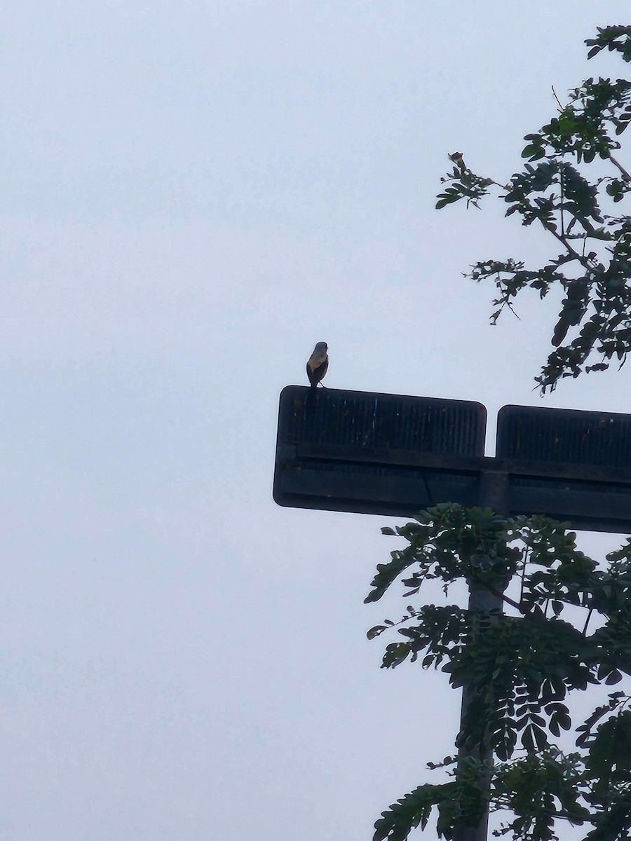 Long-tailed Shrike - The Paleoraptor