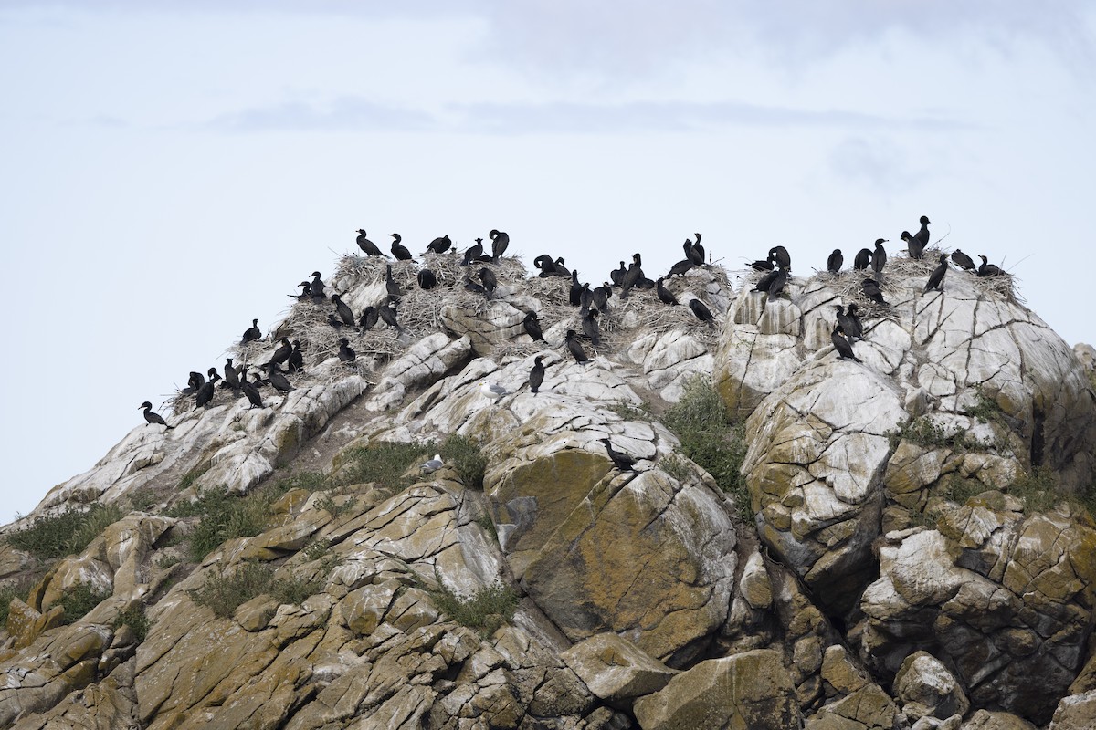 Double-crested Cormorant - Eric Ellingson