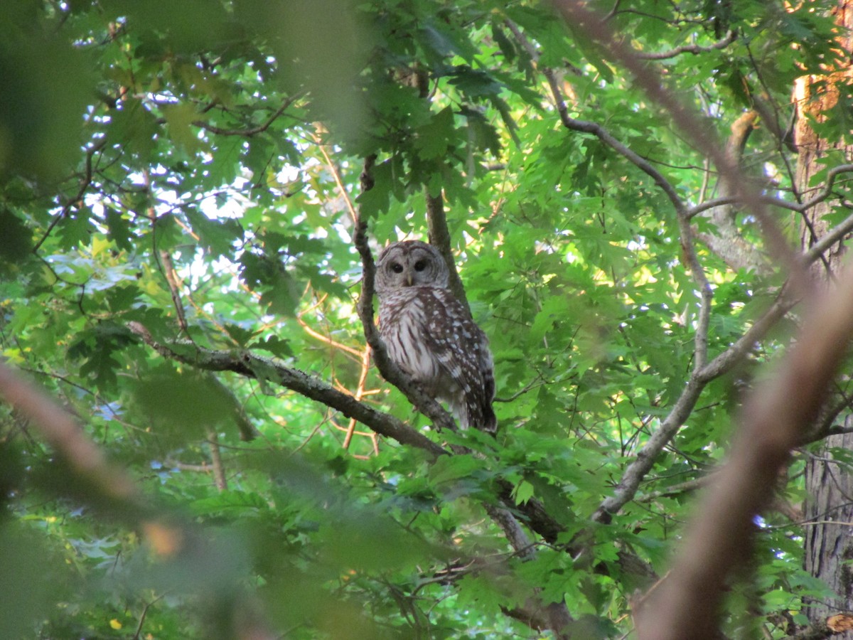 Barred Owl - David Matevosian