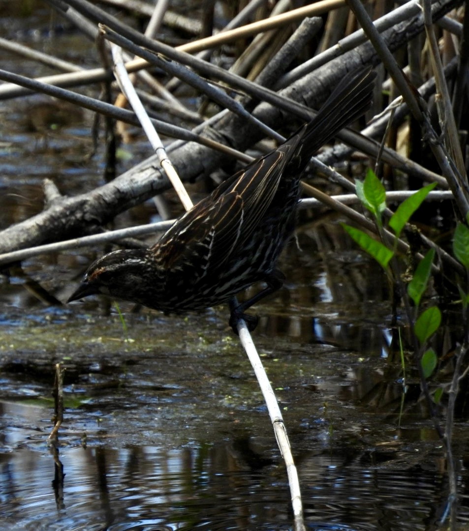 Red-winged Blackbird - Ian M