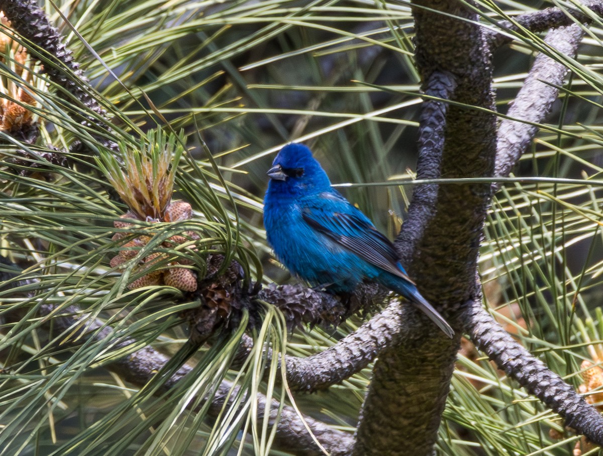 Indigo Bunting - Kimberly Dillbeck