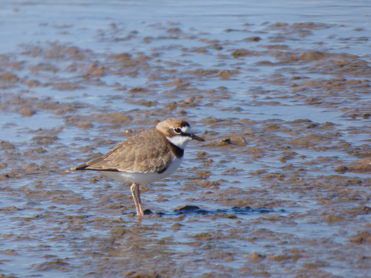 Collared Plover - Antonieta Gonzalez Soto