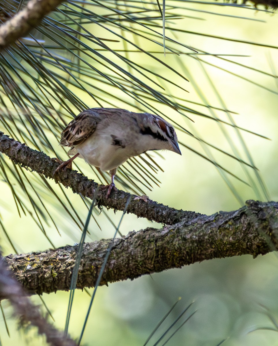 Lark Sparrow - Kimberly Dillbeck