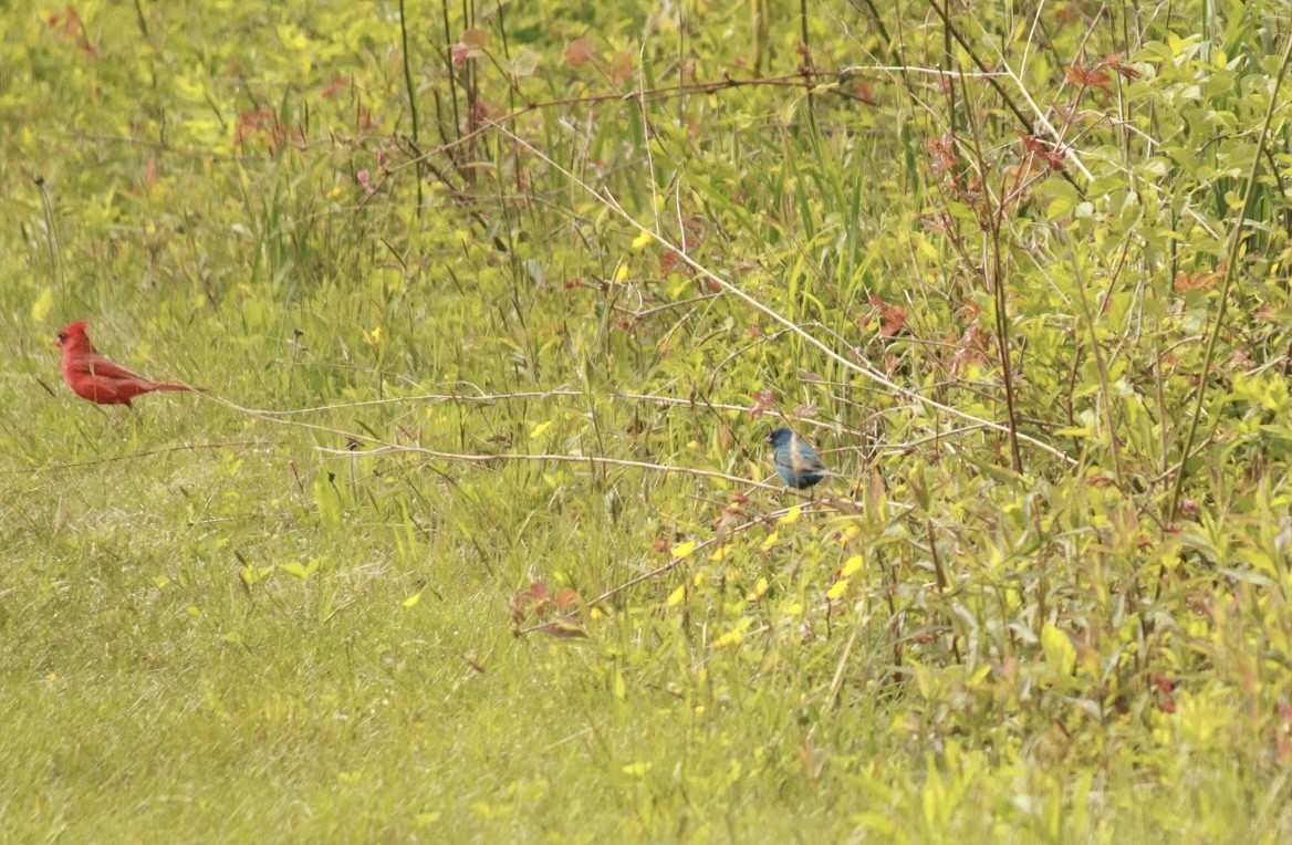Indigo Bunting - ML619514333