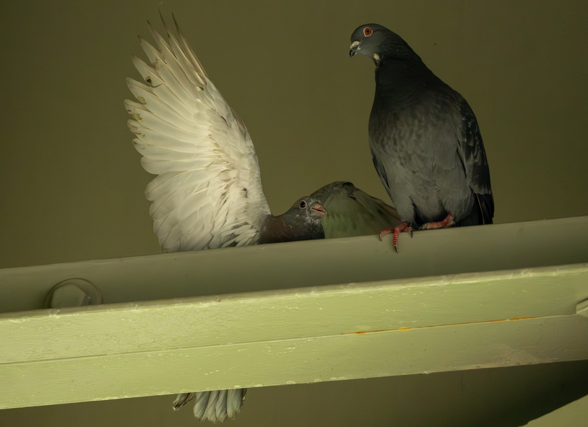 Rock Pigeon (Feral Pigeon) - Chad Berry