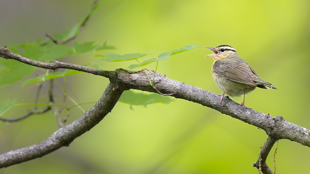 Worm-eating Warbler - Ryan Sanderson