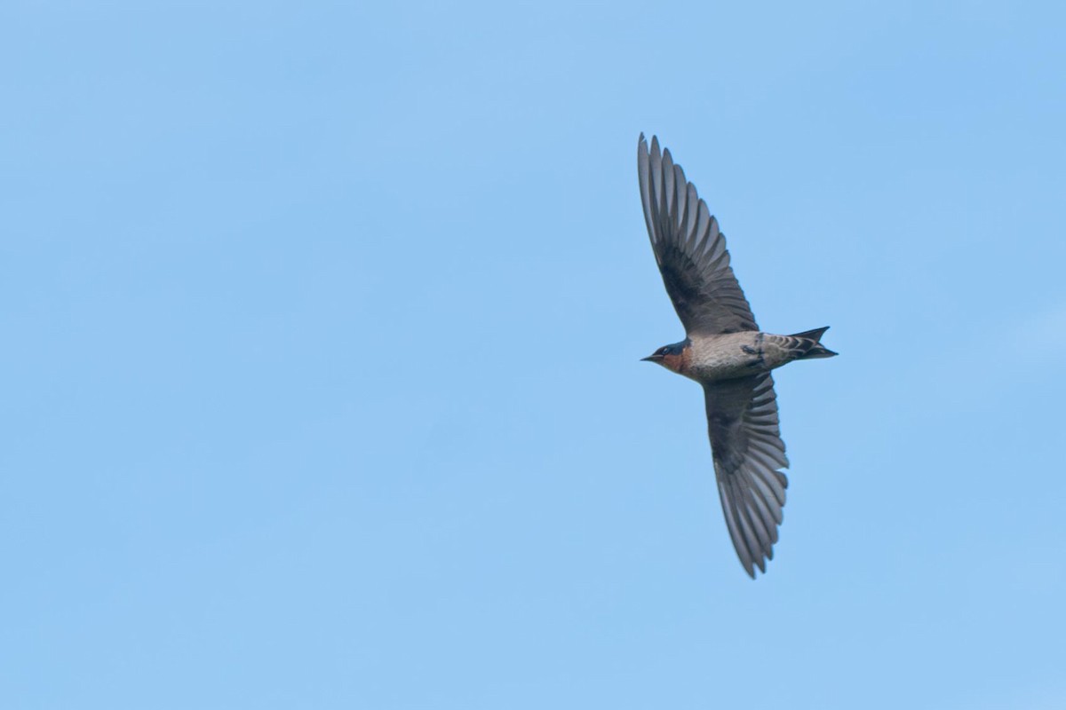 Pacific Swallow - Kini Roesler