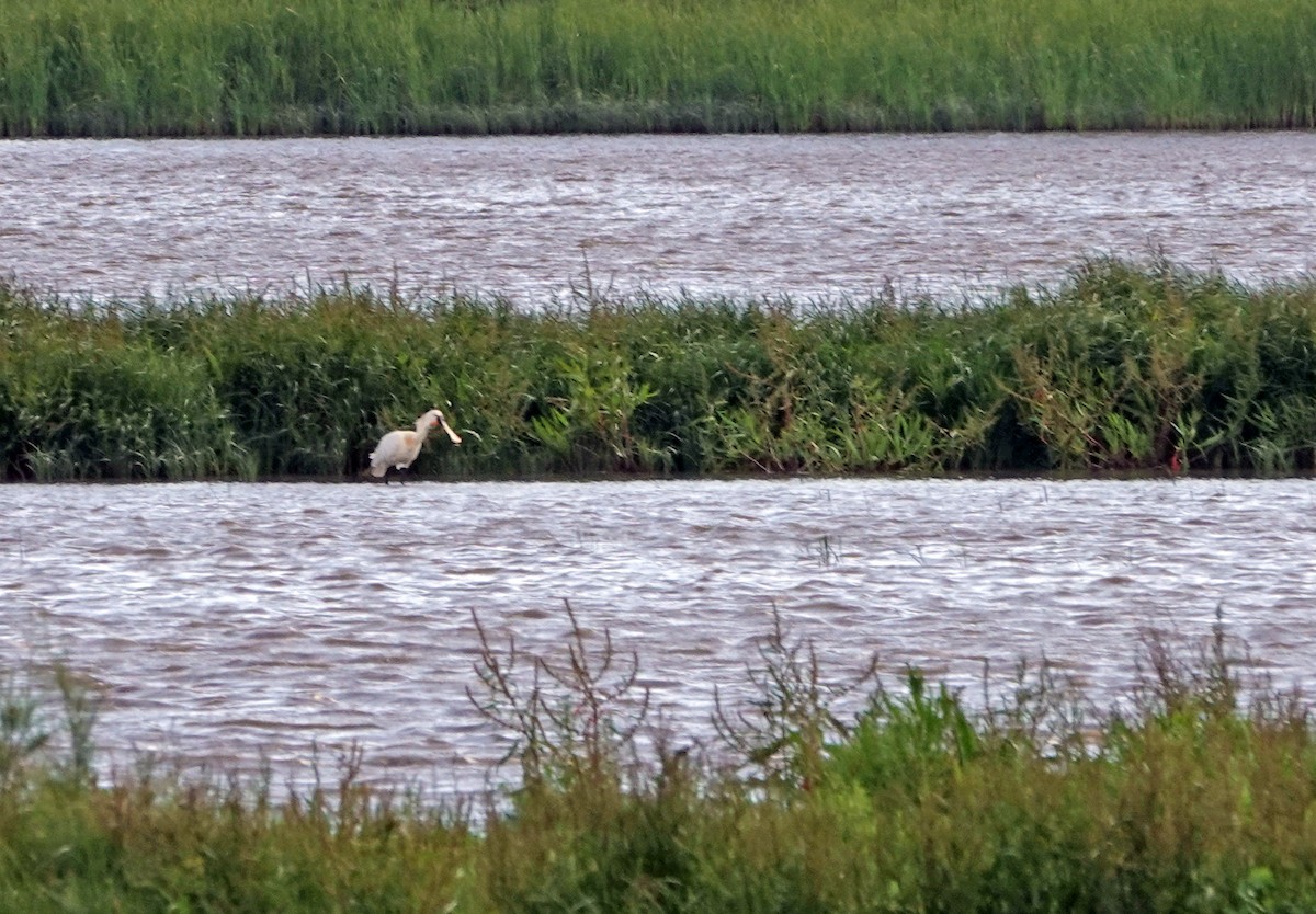 Eurasian Spoonbill - Diane Drobka