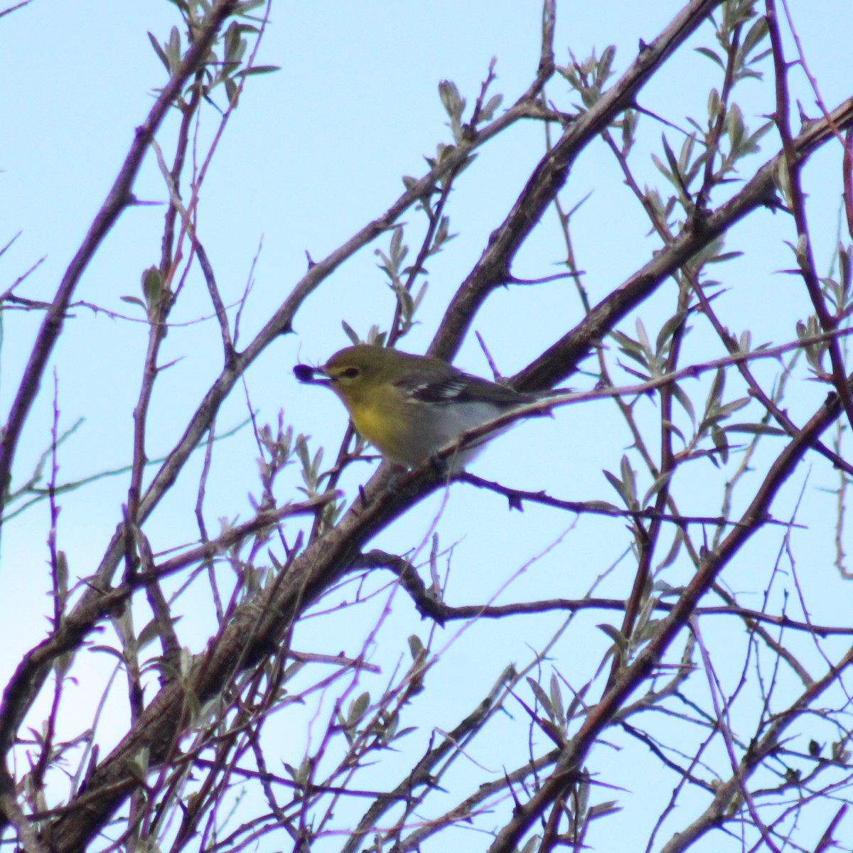 Viréo à gorge jaune - ML619514348