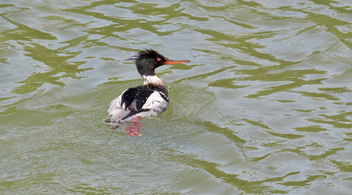 Red-breasted Merganser - Petra Clayton