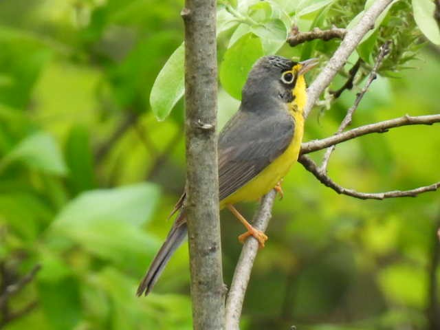 Canada Warbler - Joe McGill