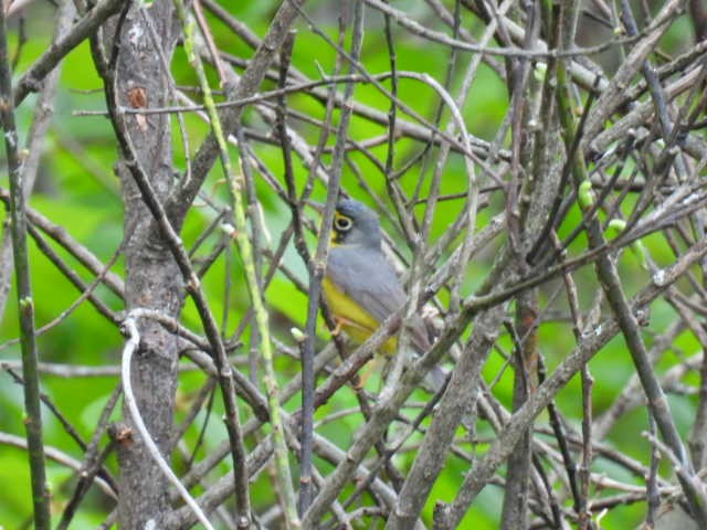 Canada Warbler - Joe McGill