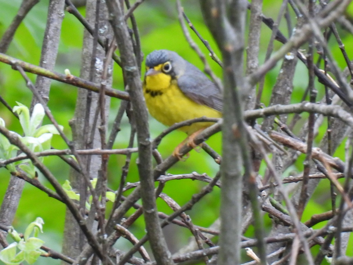 Canada Warbler - Joe McGill