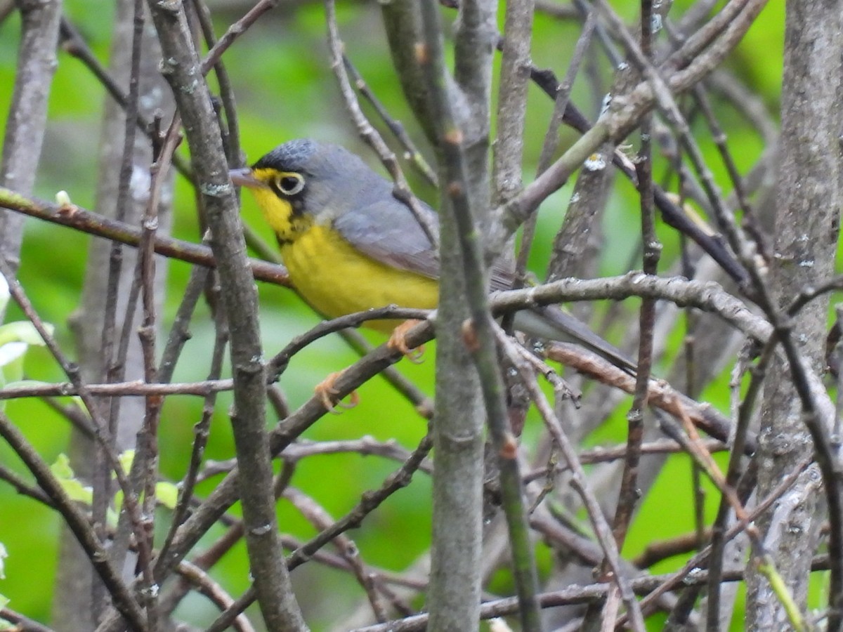 Canada Warbler - Joe McGill