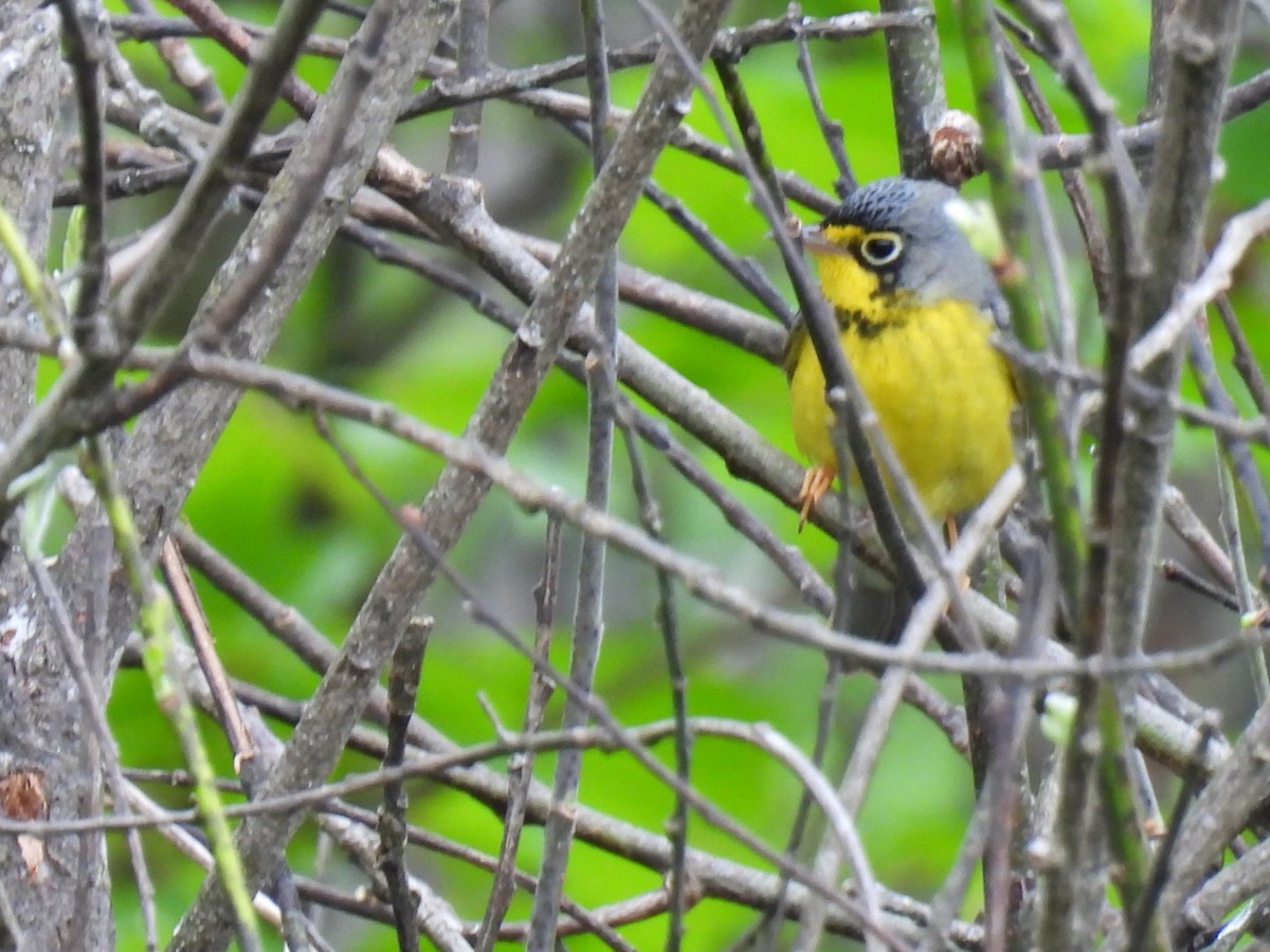 Canada Warbler - Joe McGill