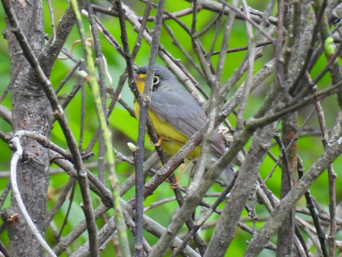 Canada Warbler - Joe McGill