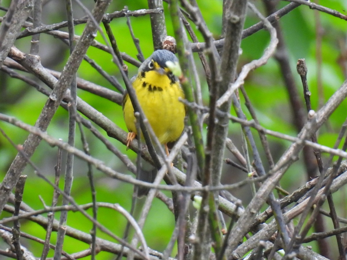 Canada Warbler - Joe McGill