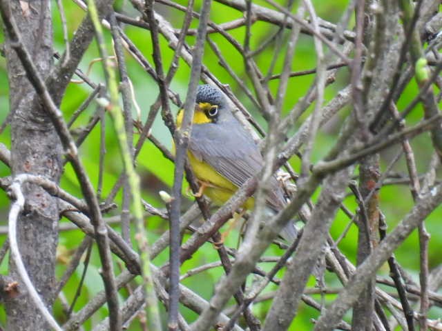 Canada Warbler - Joe McGill