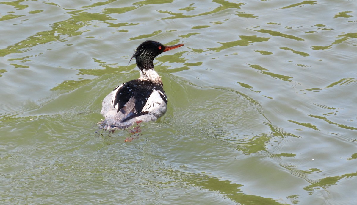 Red-breasted Merganser - Petra Clayton