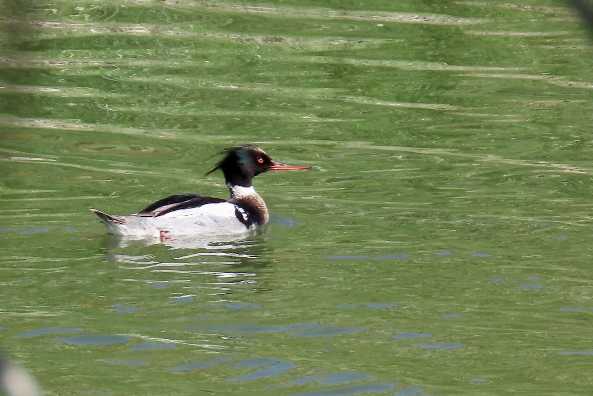 Red-breasted Merganser - Petra Clayton