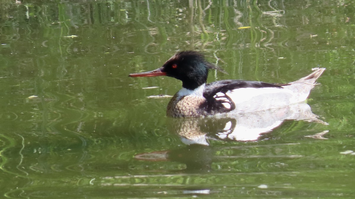 Red-breasted Merganser - Petra Clayton