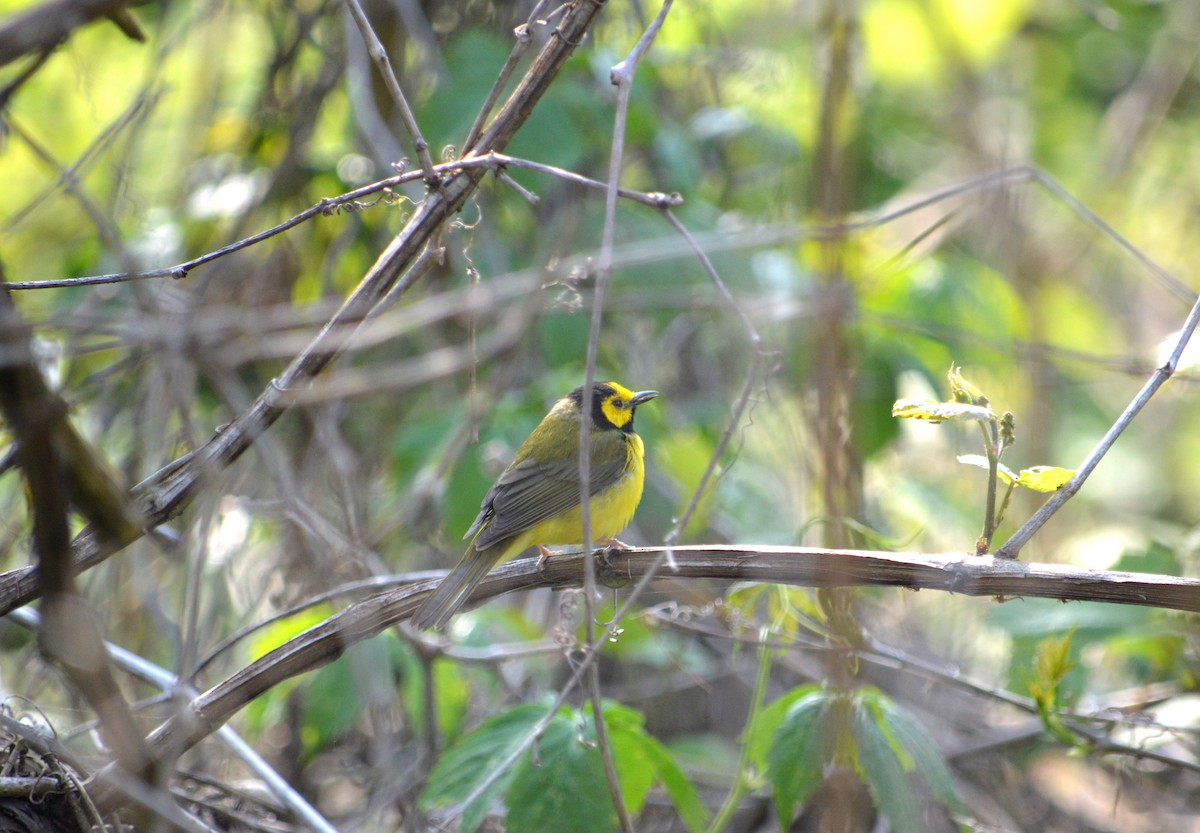 Hooded Warbler - Heather Hough