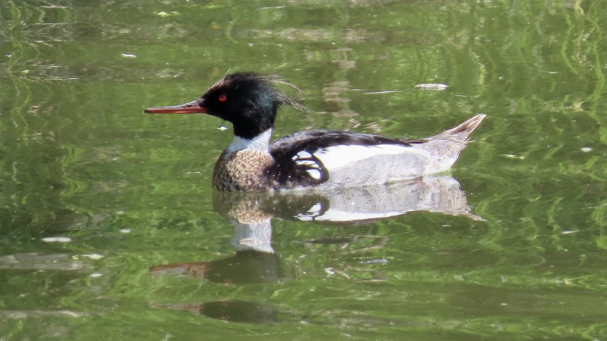 Red-breasted Merganser - Petra Clayton