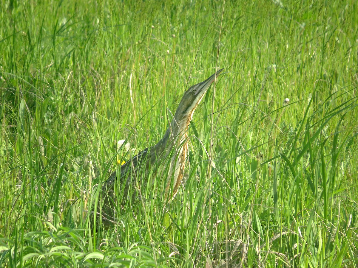 American Bittern - ML619514374