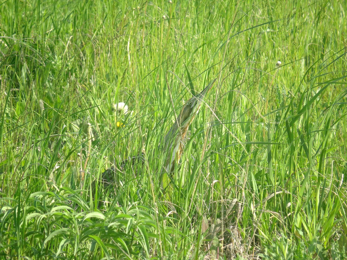 American Bittern - Brandon Lentz