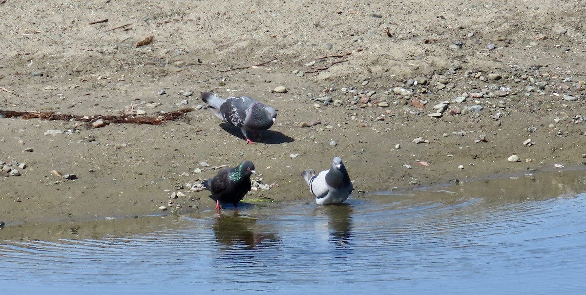 Rock Pigeon (Feral Pigeon) - Petra Clayton