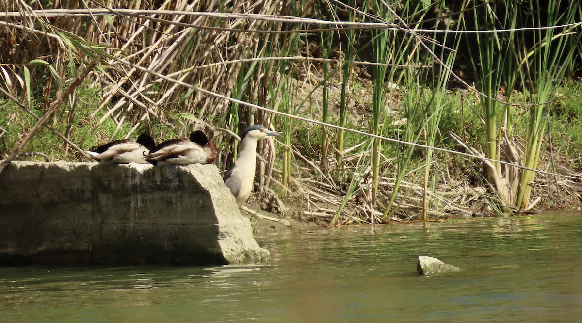 Black-crowned Night Heron - Petra Clayton