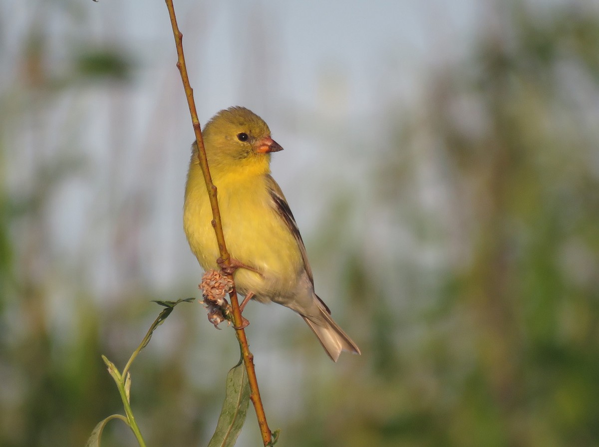 American Goldfinch - Thomas Schultz