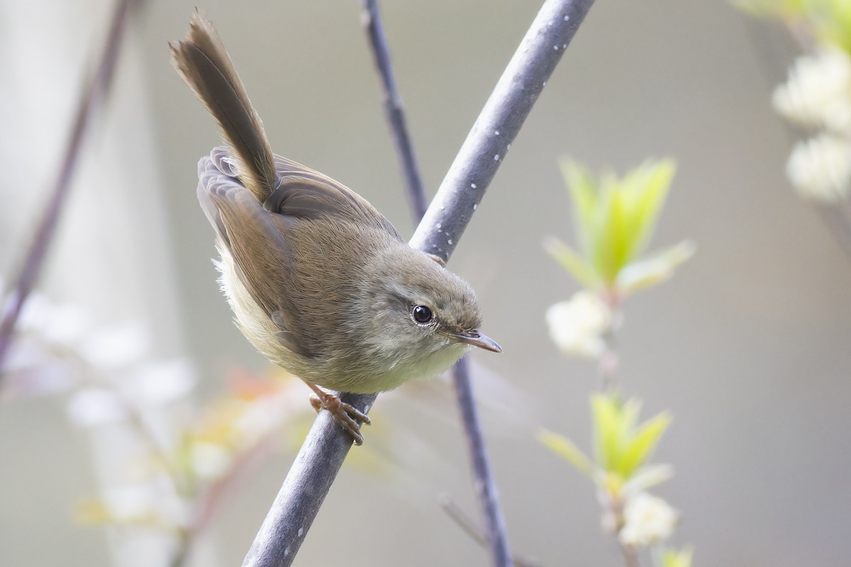 Brownish-flanked Bush Warbler - u7 Liao