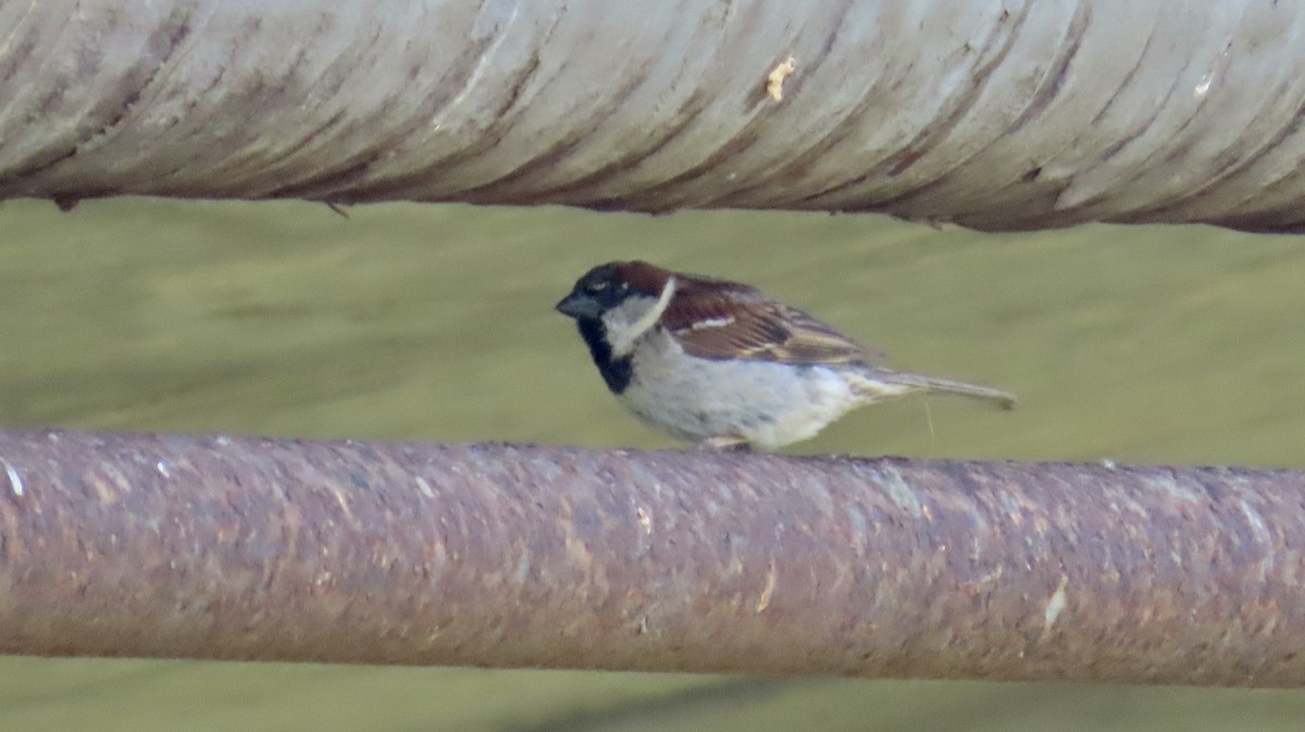 House Sparrow - Petra Clayton