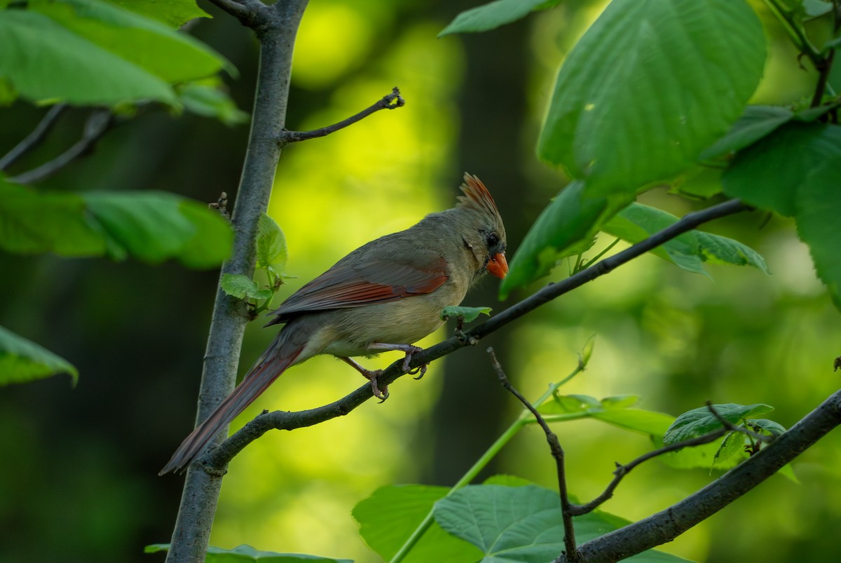 Northern Cardinal - Chad Berry