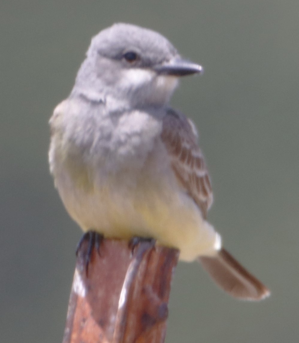 Cassin's Kingbird - Barry Spolter