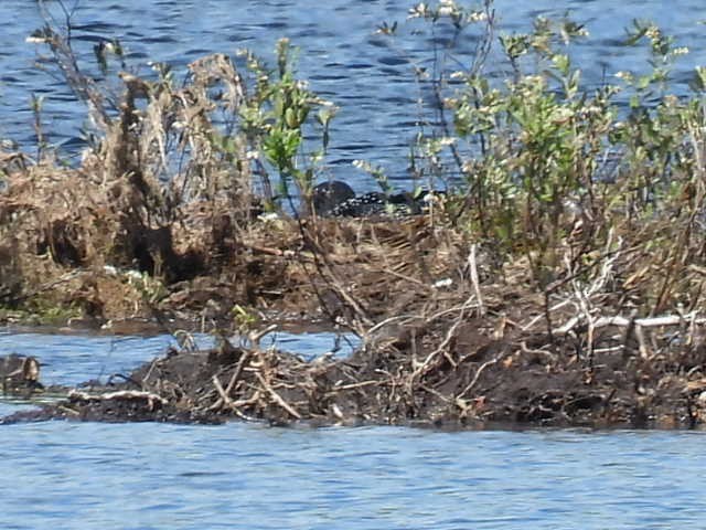 Common Loon - Joe McGill