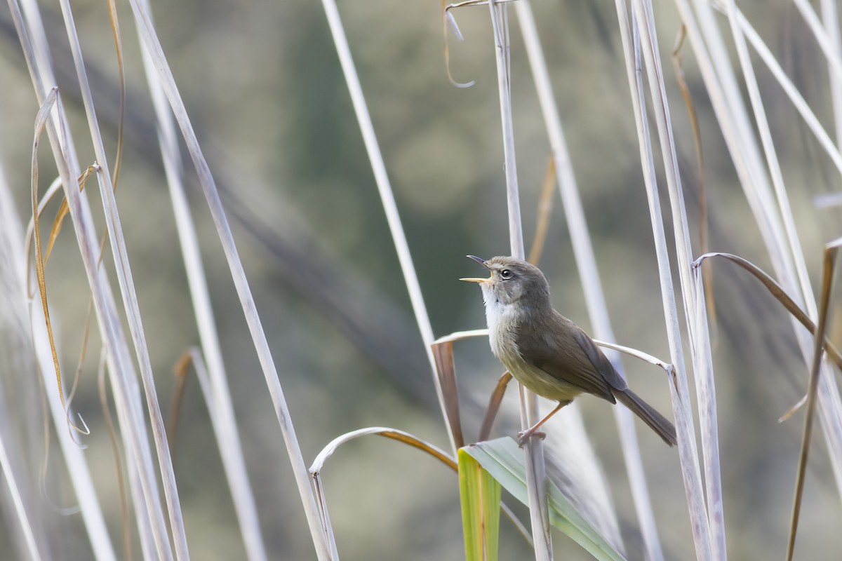 Brownish-flanked Bush Warbler - ML619514398