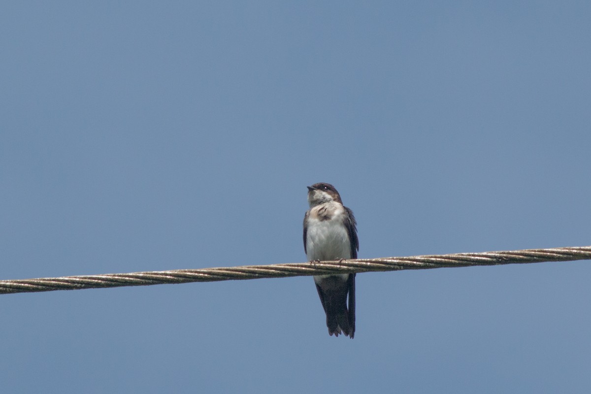 Blue-and-white Swallow - Nancy Davis