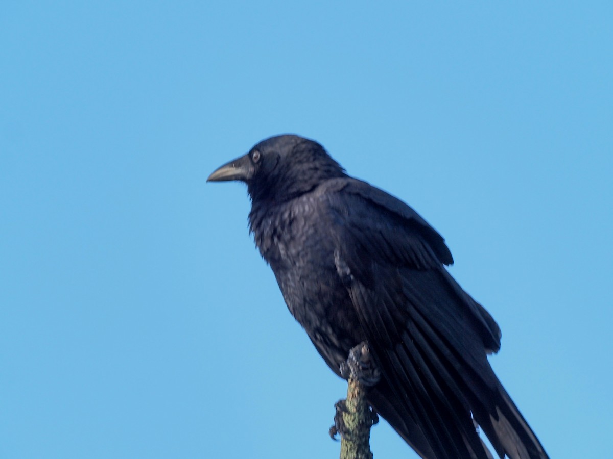 Torresian Crow - Todd Deininger