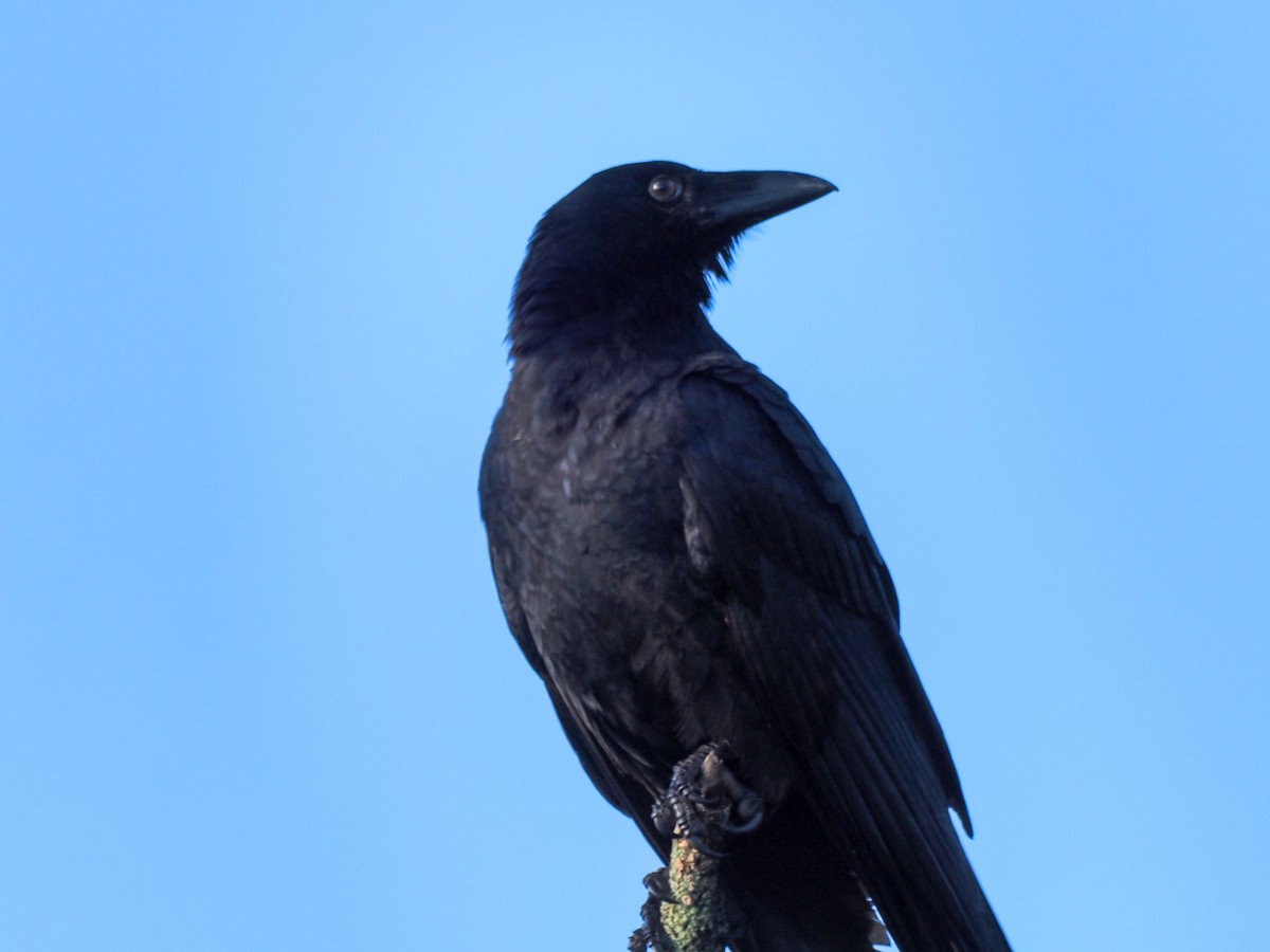 Torresian Crow - Todd Deininger