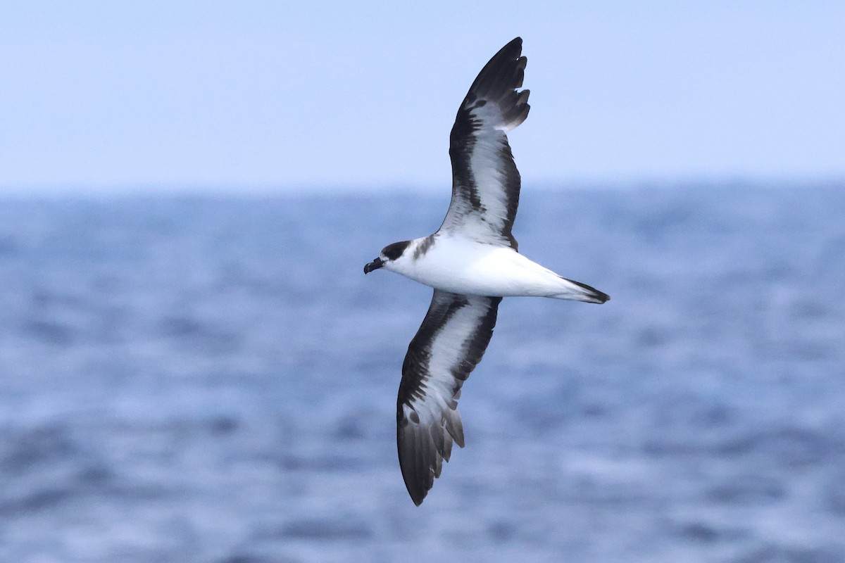 Black-capped Petrel - Michael McCloy