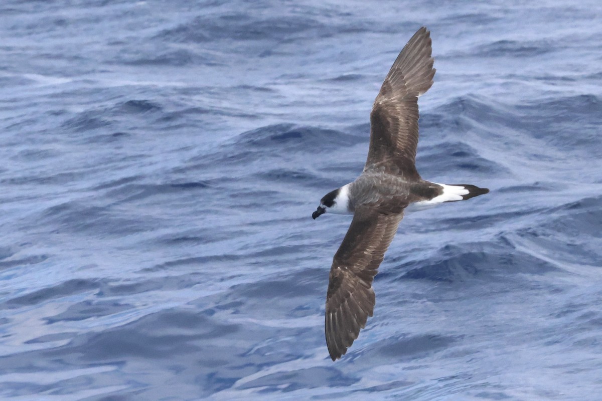 Black-capped Petrel - Michael McCloy