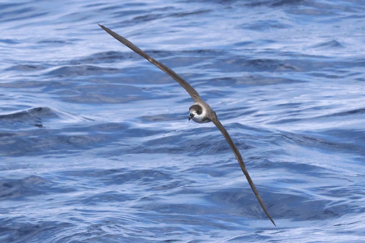 Black-capped Petrel - Michael McCloy