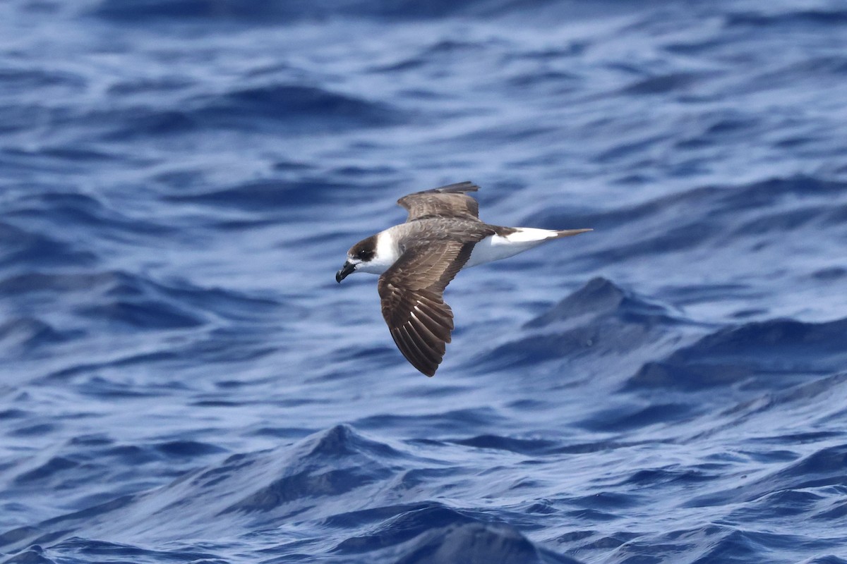 Black-capped Petrel - Michael McCloy