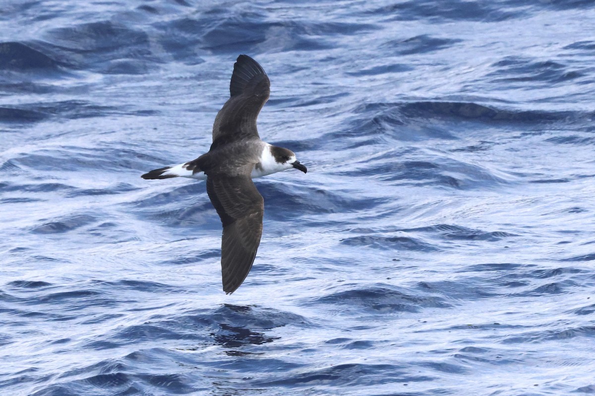 Black-capped Petrel - Michael McCloy