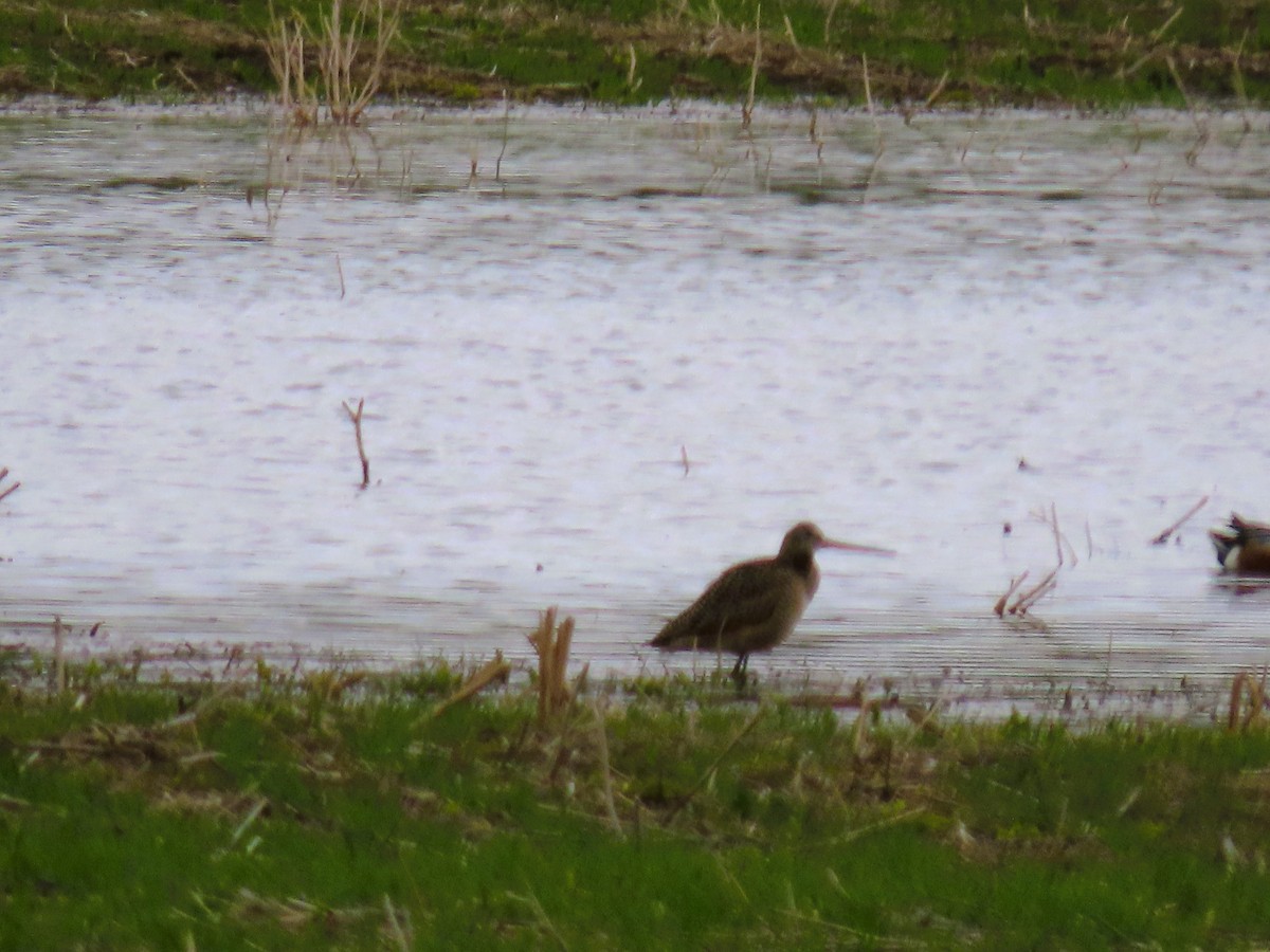 Marbled Godwit - Alfred Scott