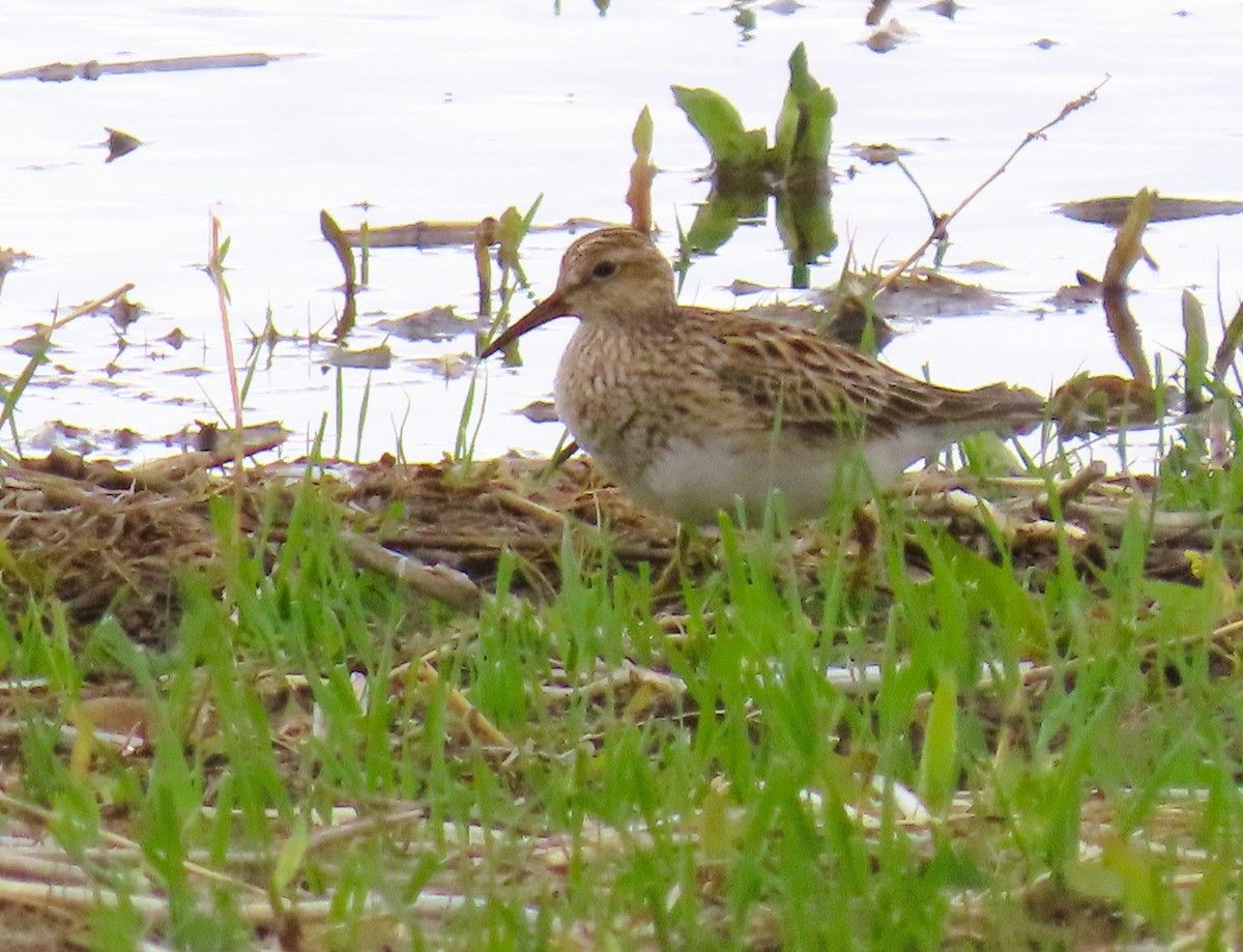 Pectoral Sandpiper - Alfred Scott